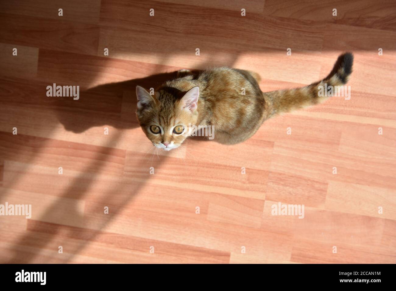 Little cute Scottish domestic kitten. Cat at home. Kitten  looks up. Cute red kitten. Animals or pets concept Stock Photo
