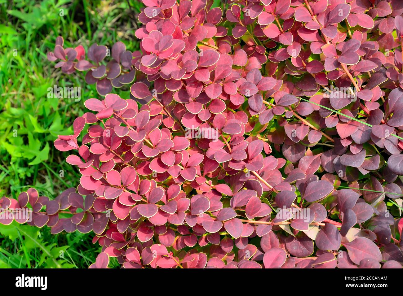 Cultivar Thunbergs barberry twigs (Berberis thunbergii 'Coral') close up. Bright ornamental bush with vivid red-burgundy leaves with yellow border. Ga Stock Photo