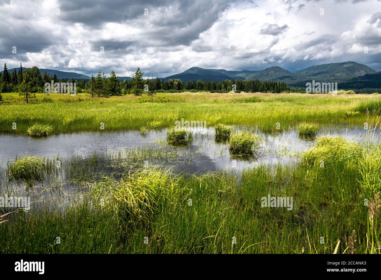 Marshy Landscape in Bonner County close to Priest Lake, Idaho Stock Photo
