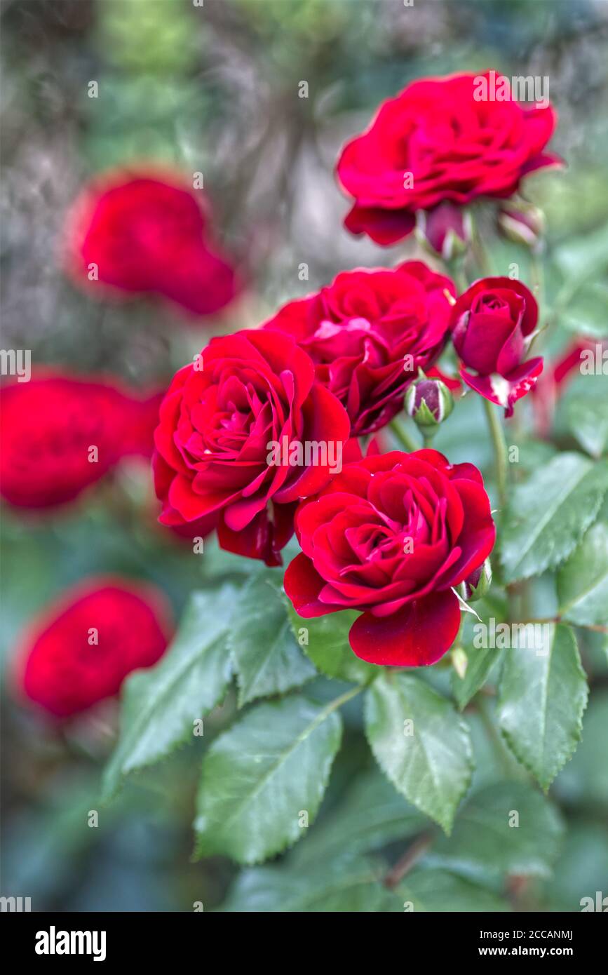 Old English Shrub Rose Red in the garden Stock Photo