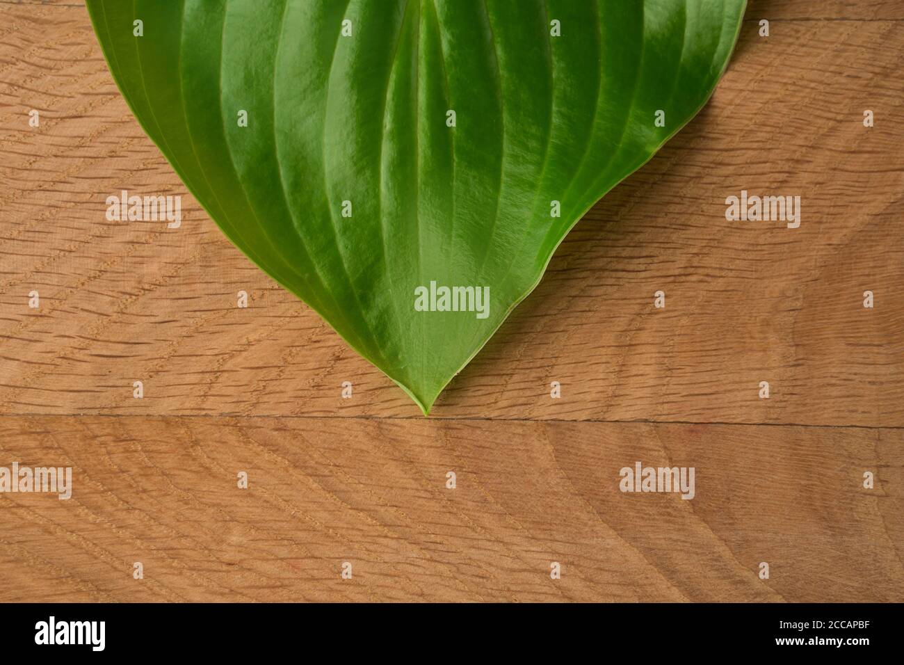 Green Leaves, Roadway Hosts, Shot Close-up Against Wooden Board Background Stock Photo