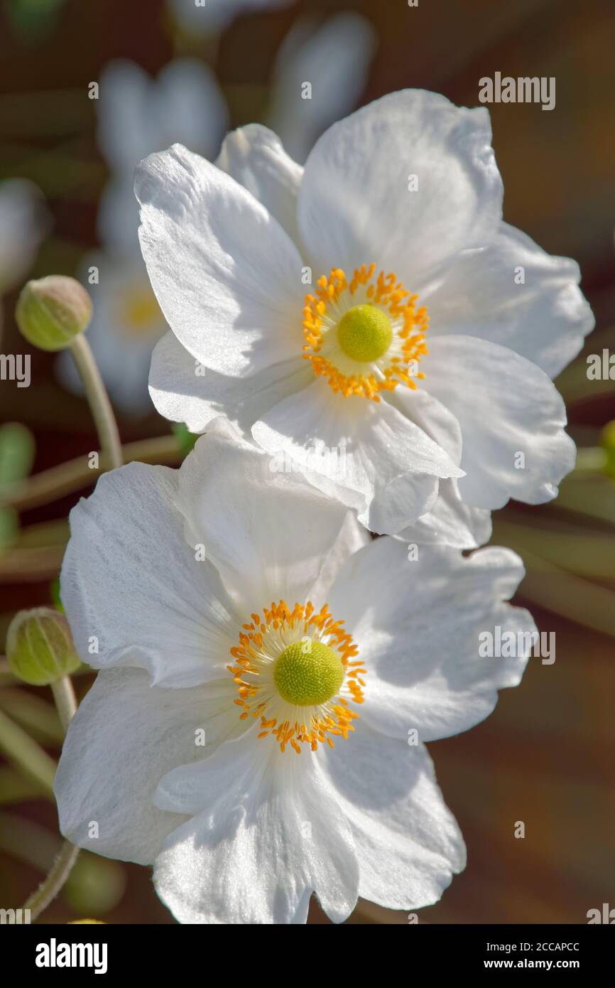 White Japanese Anemone flower. Stock Photo