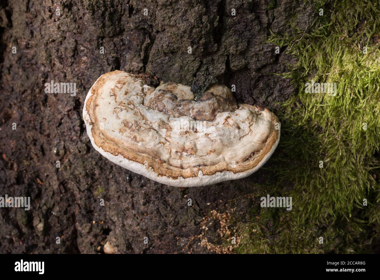 polypore fungus on tree trunk closeup Stock Photo