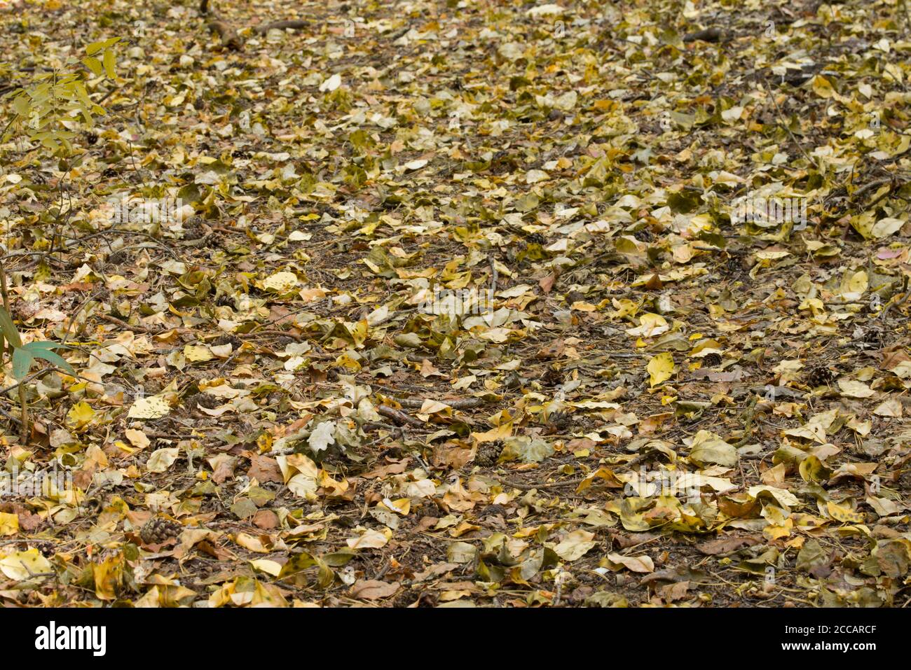 yellow fallen leaves on ground selective focus Stock Photo