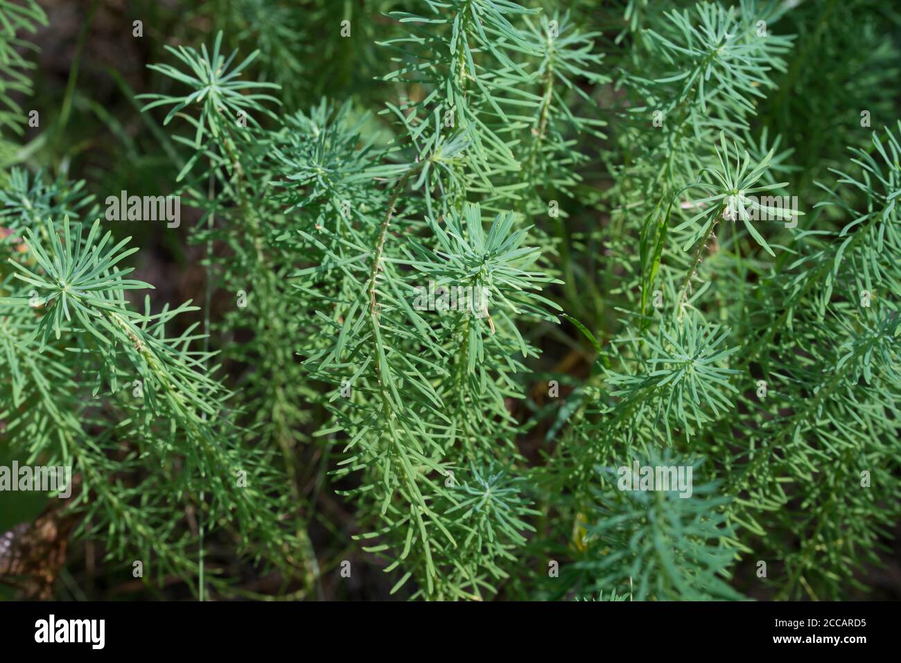 Euphorbia cyparissias, cypress spurge green  leaves closeup selective focus Stock Photo