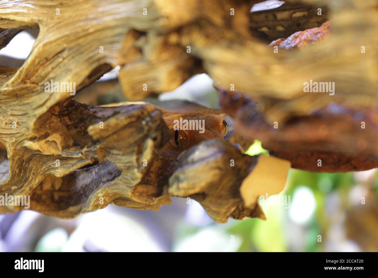 Crested Gecko Hiding Peeking Stock Photo Alamy