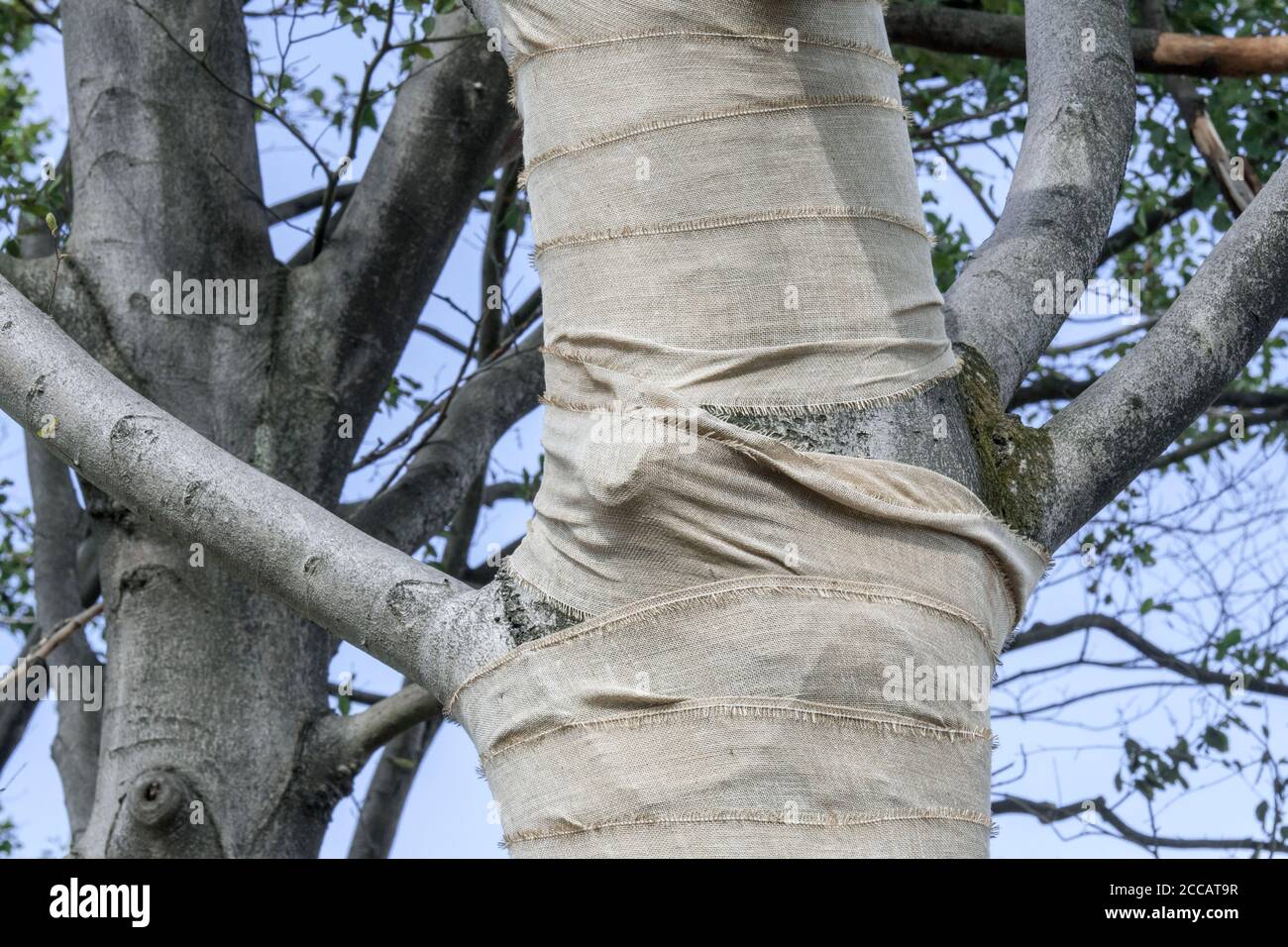 Exposed tree trunk hi-res stock photography and images - Alamy