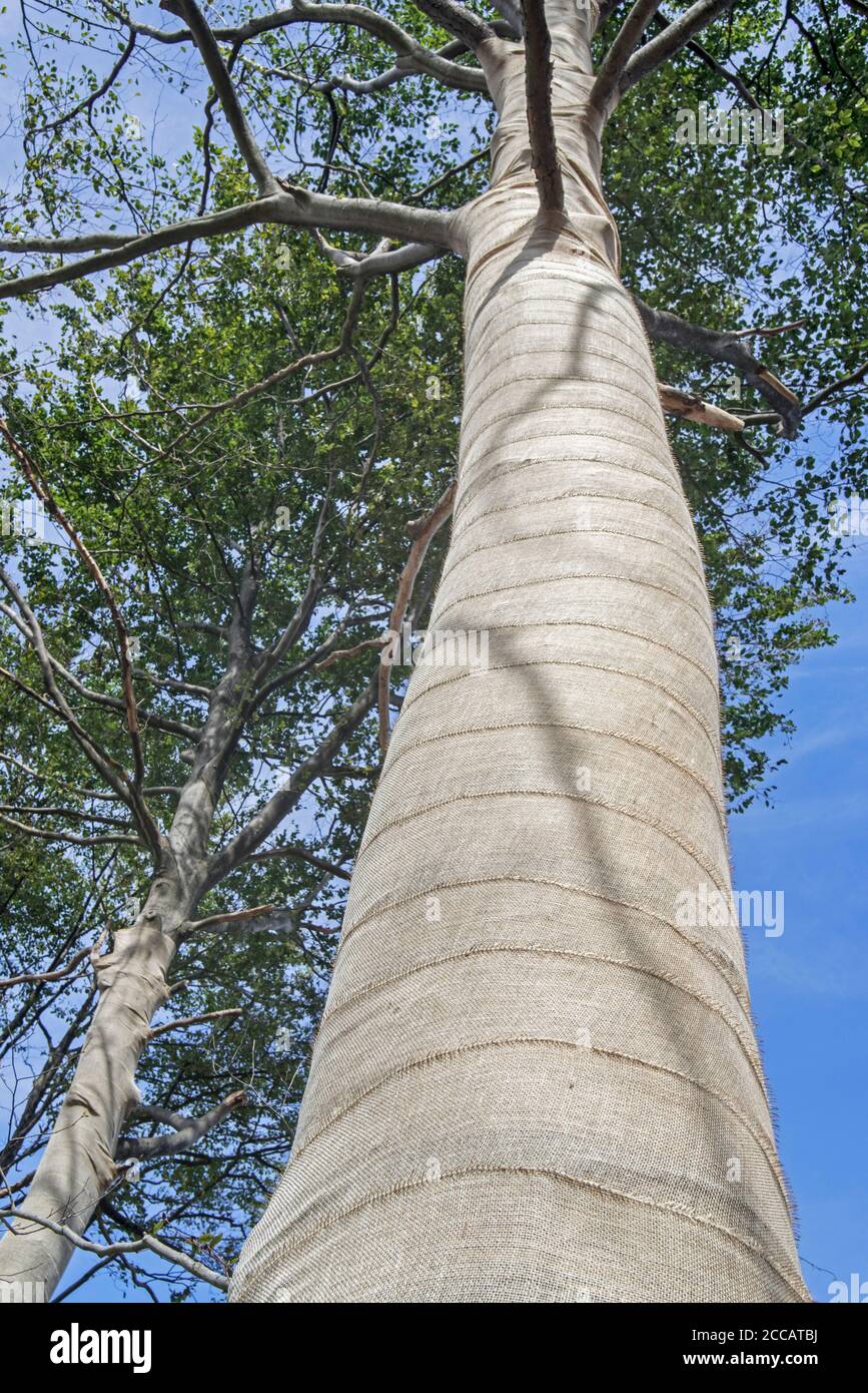 Exposed beech trees (Fagus sylvatica) tree trunks wrapped in burlap / jute as protection for