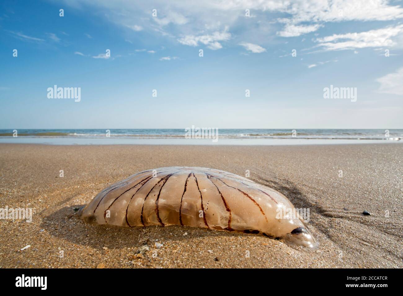 Compass jellyfish (Chrysaora hysoscella) washed ashore on sandy beach along the North Sea coast Stock Photo
