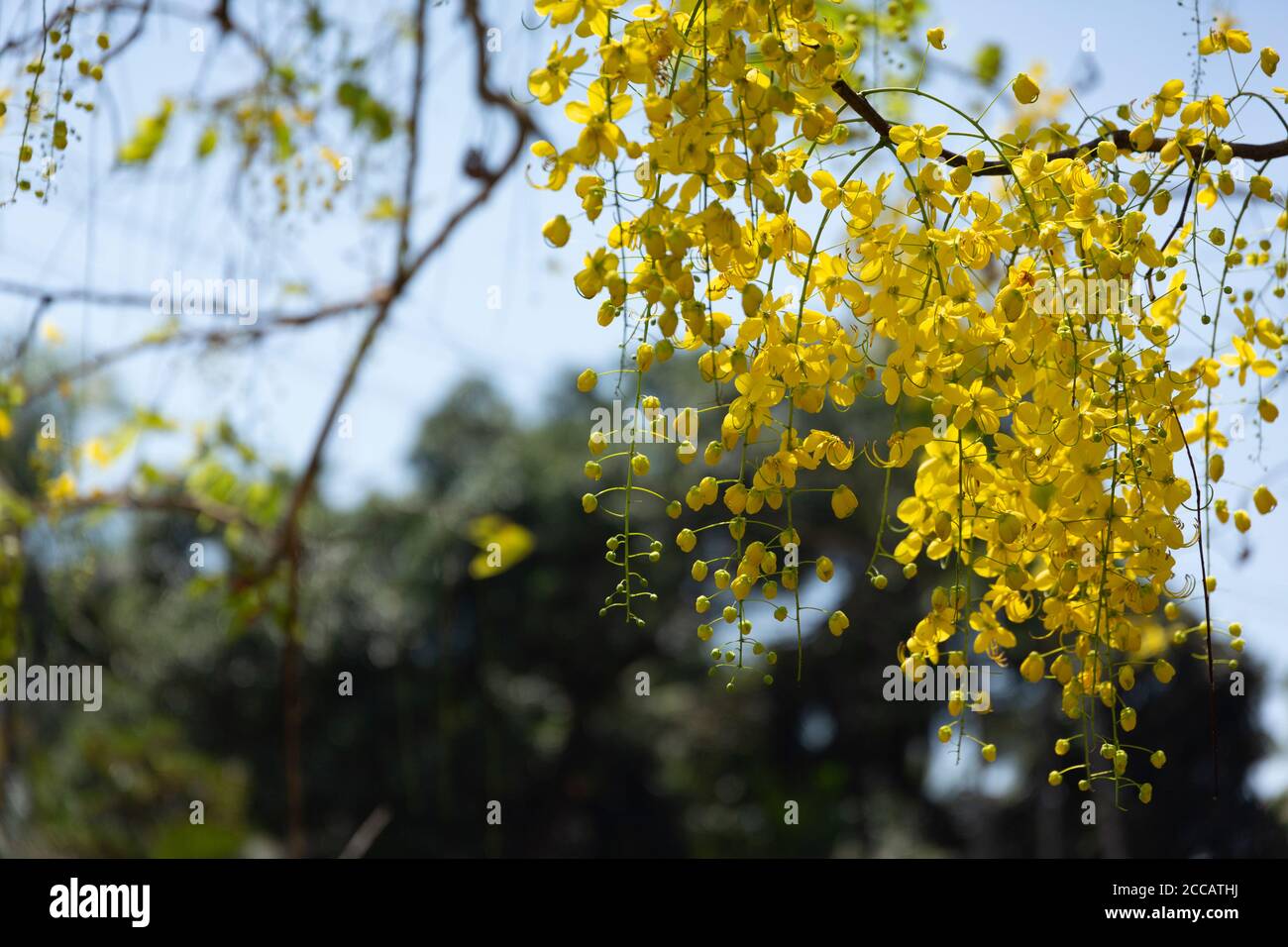 Kanikonna hi-res stock photography and images - Alamy