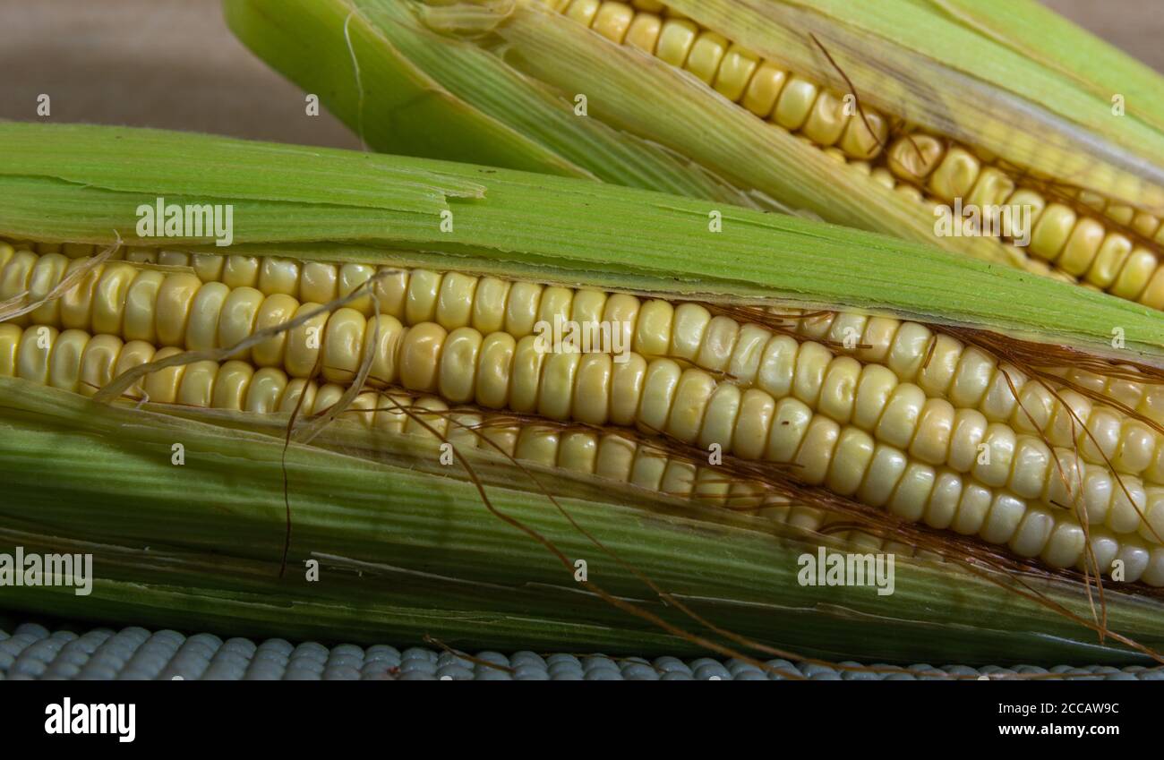 Ears of green corn. Brazilian culinary delicacy. Maize prepared for consumption and sale. Ear with corn seeds (Zea mays). Human and animal feed. Typic Stock Photo