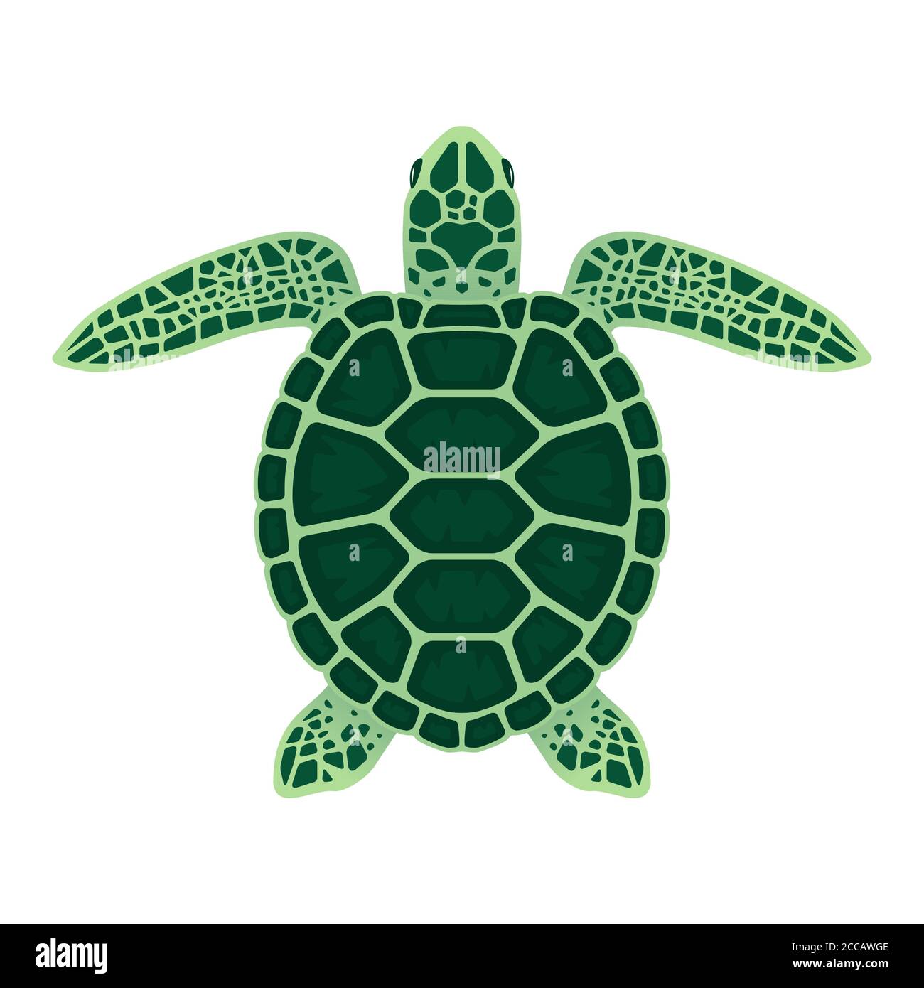 Sea turtle vector illustration. Isolated on a white background Stock Vector