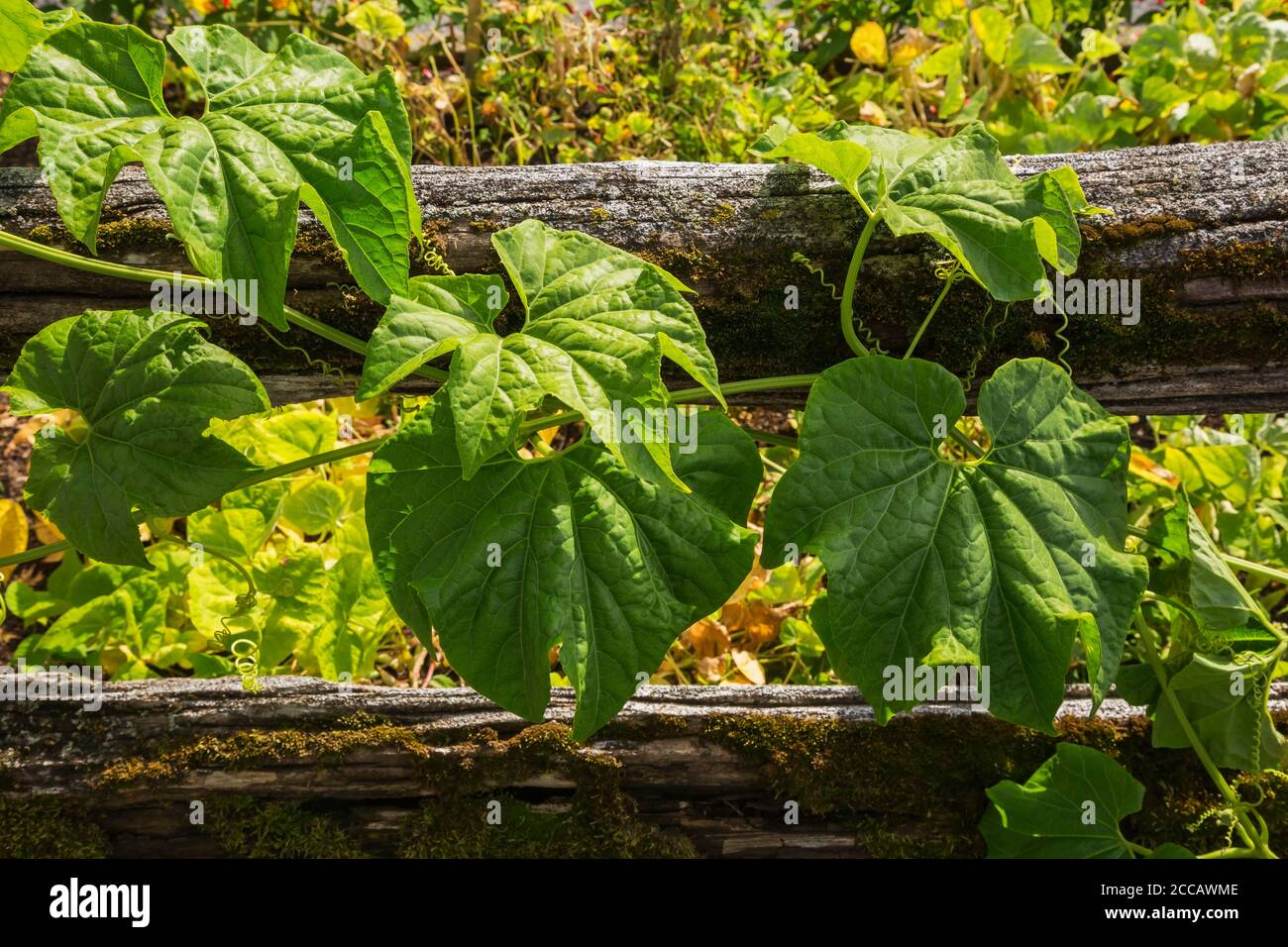 Vigna caracalla - Snail flower plant growing on rustic wooden fence. Stock Photo