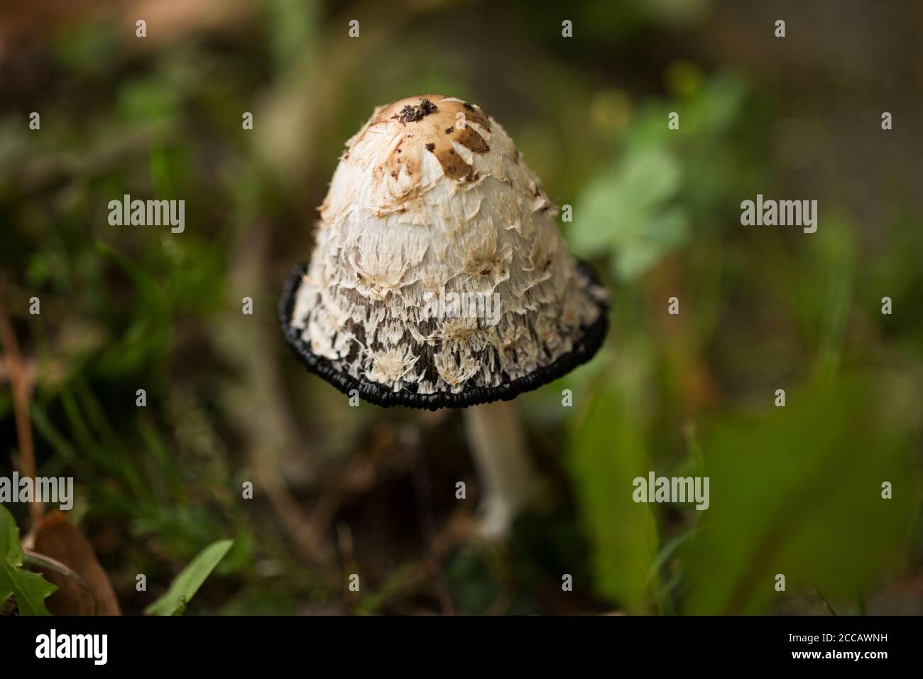 A Coprinus comatus, the shaggy ink cap, lawyer's wig, or shaggy mane, an edible mushroom in family Agaricaceae. Stock Photo