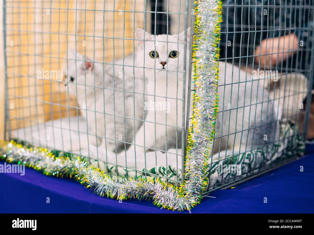 Exhibition or fair cats. Cats in the cage Stock Photo - Alamy