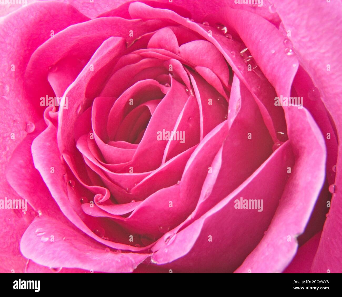 Close up image of pink common rose petals with raindrops. Stock Photo