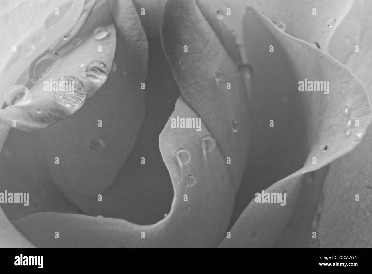 Close up black and white image of common rose petals with raindrops. Stock Photo