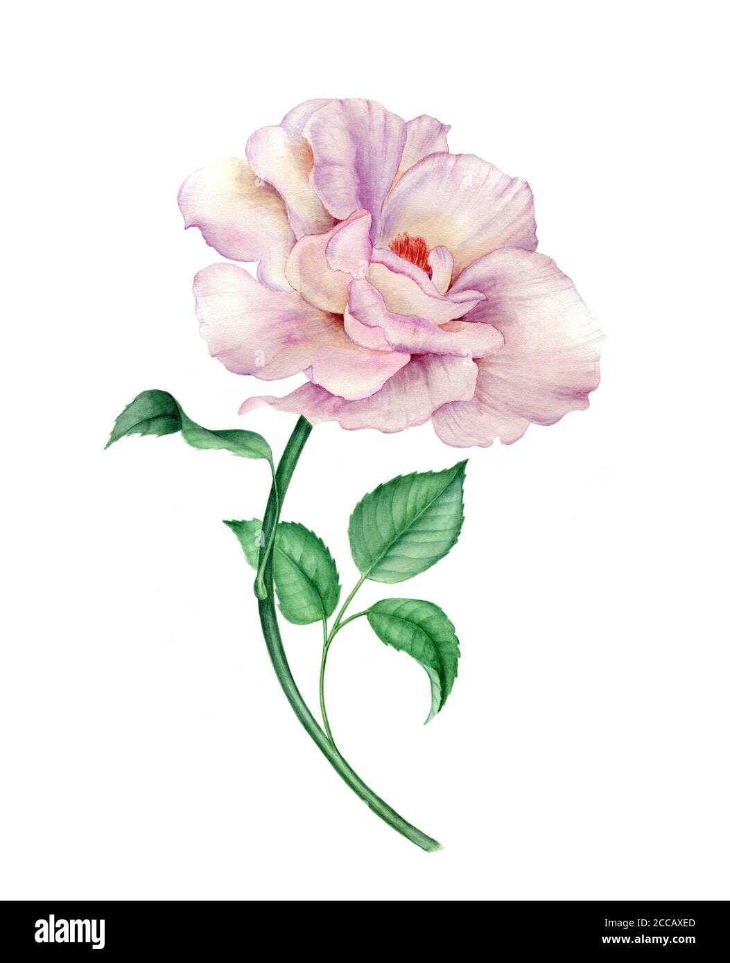 Pink Rose flower with green leaves isolated on a white background Stock ...