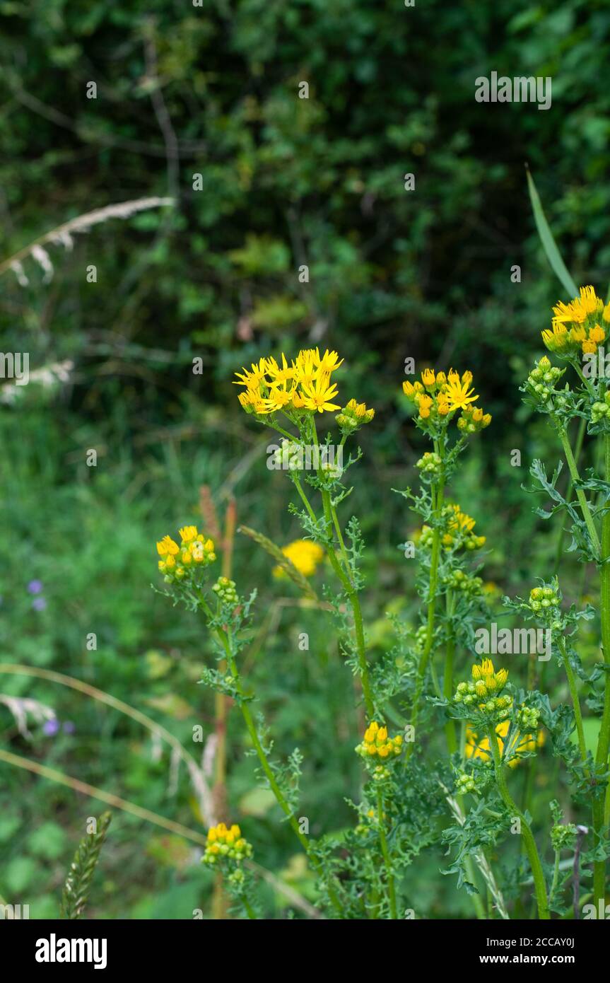 the common ragwort growing in a meadow, plant stems with lobed leaves, buds and yellow flowers Stock Photo