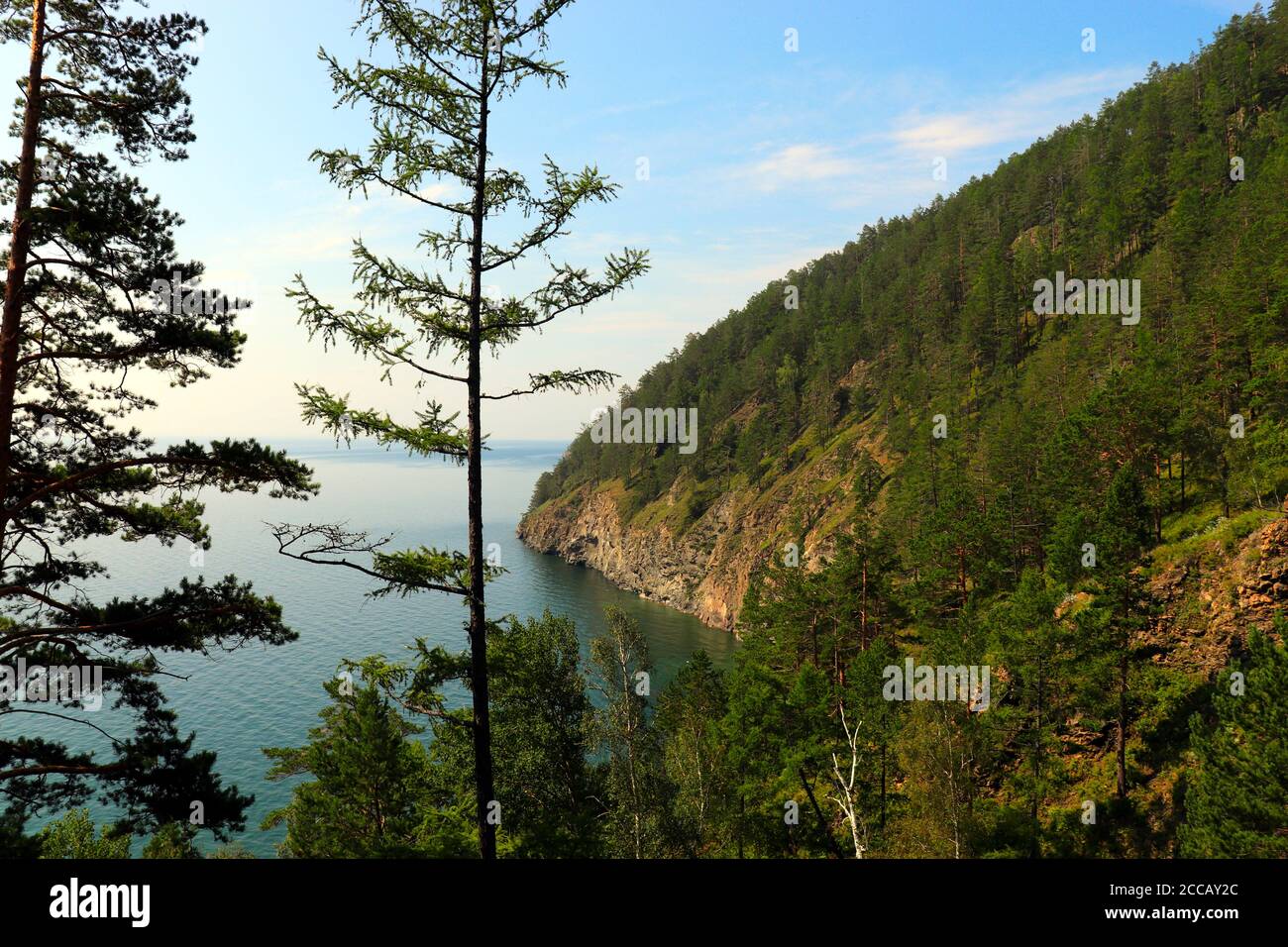 birch-forest-at-lake-baikal-stock-photo-alamy