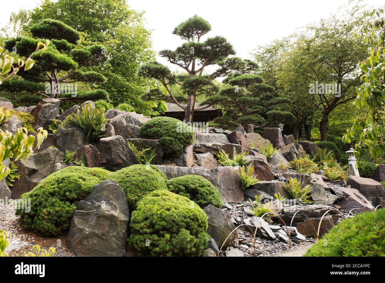 bonsai melograno Bonsai di Melograno in ciotola bassa