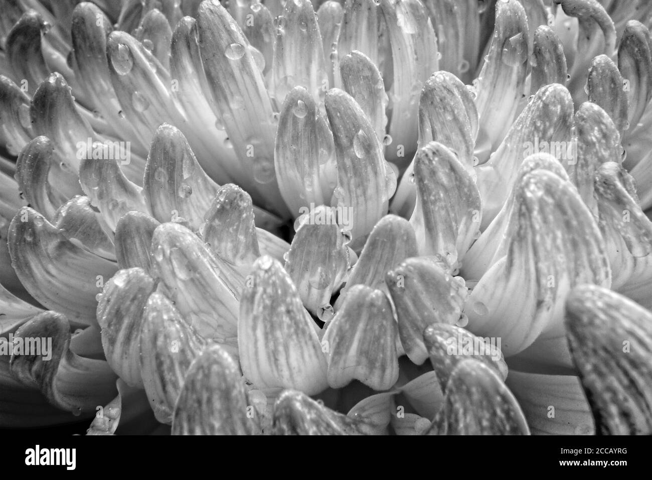 Asters bloom Black and White Stock Photos & Images - Alamy