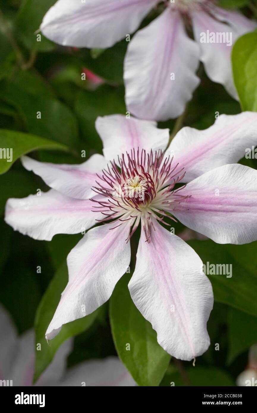 Clematis 'Nelly Moser' flower. Stock Photo