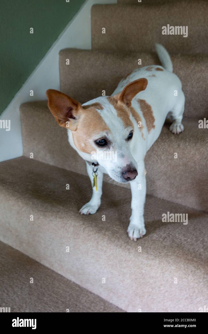 Brown and White Jack Russell terrier climbing down household stairs Stock Photo