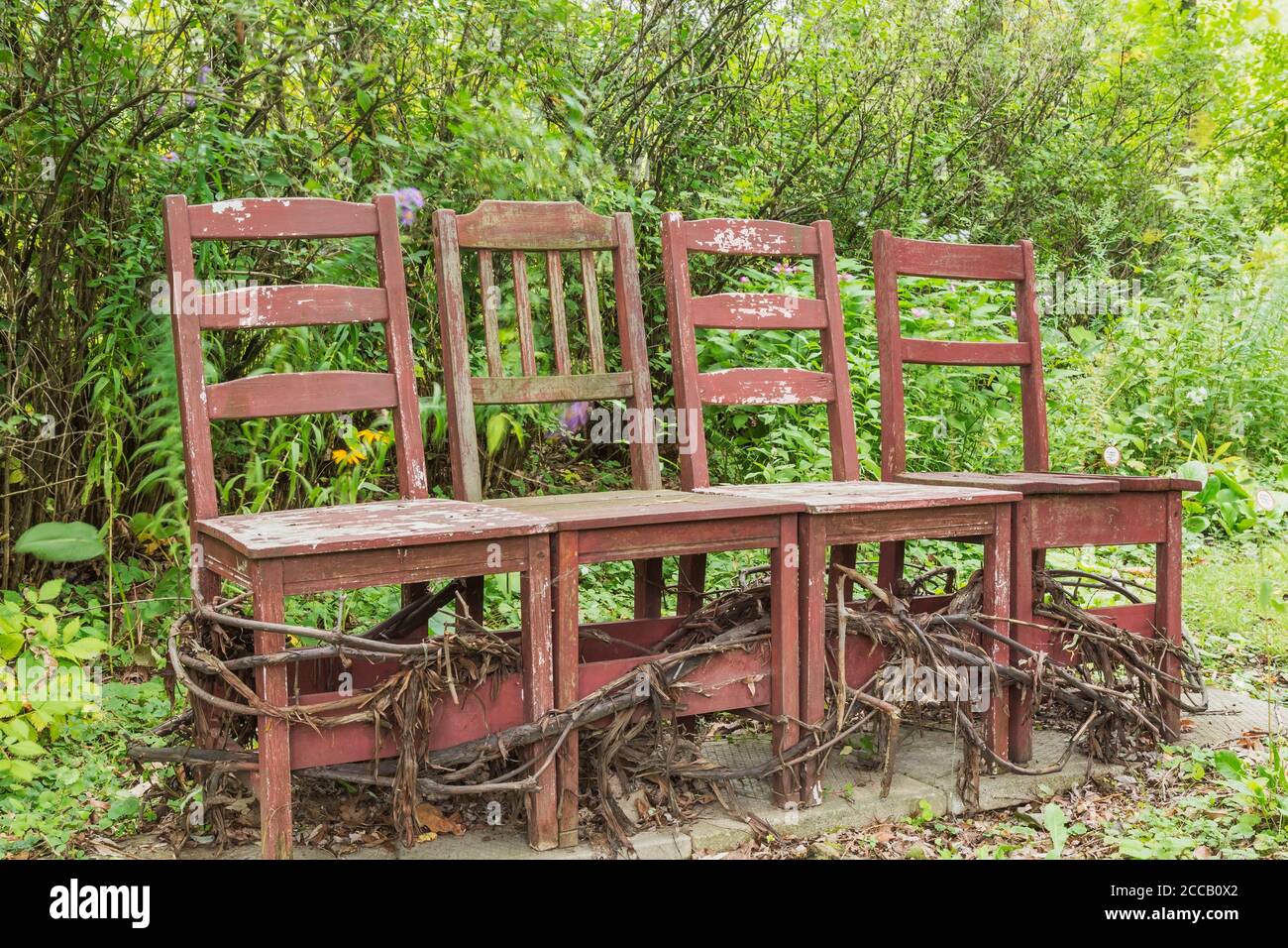 Four Old Distressed Burgundy Coloured Wooden High Back Chairs Tied With four-old-distressed-burgundy-coloured-wooden-high-back-chairs-tied-with