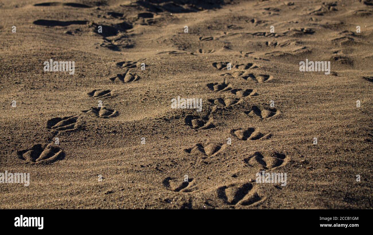 Bird's footprints in the sand Stock Photo