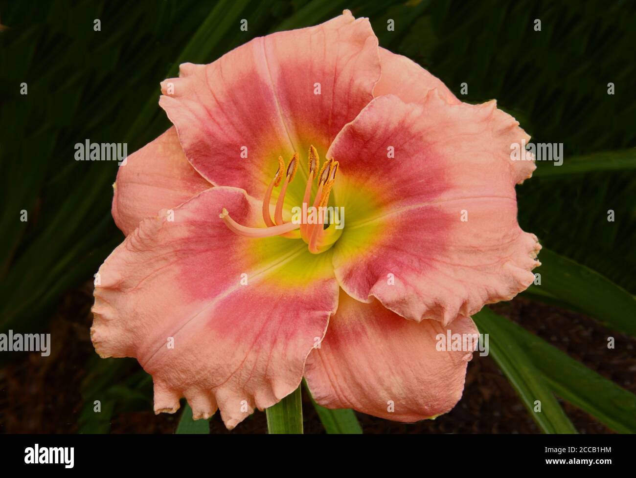 Closeup of colorful daylily blossom with pink and rose petals and yellow center set against a dark green background (Hemerocallis Flamingo Fantasy). Stock Photo