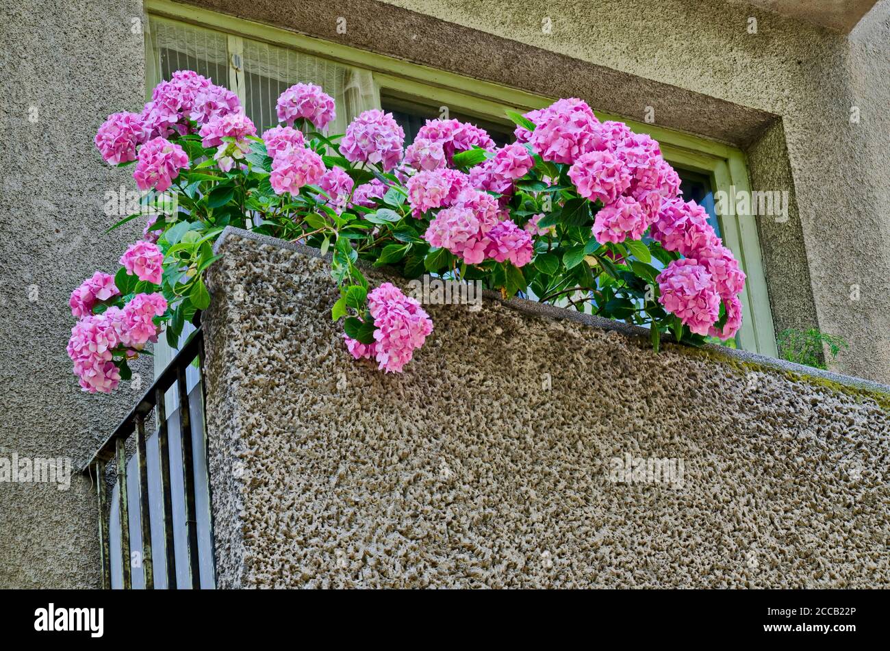 Background of multiple rose hydrangea plant or hortensia flower in balcony,  Sofia, Bulgaria Stock Photo - Alamy