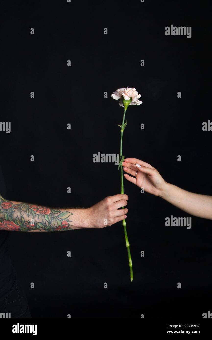 Male hand with tattoos giving carnation flower to feminine girlish hand, congratulatory concept on black background Stock Photo