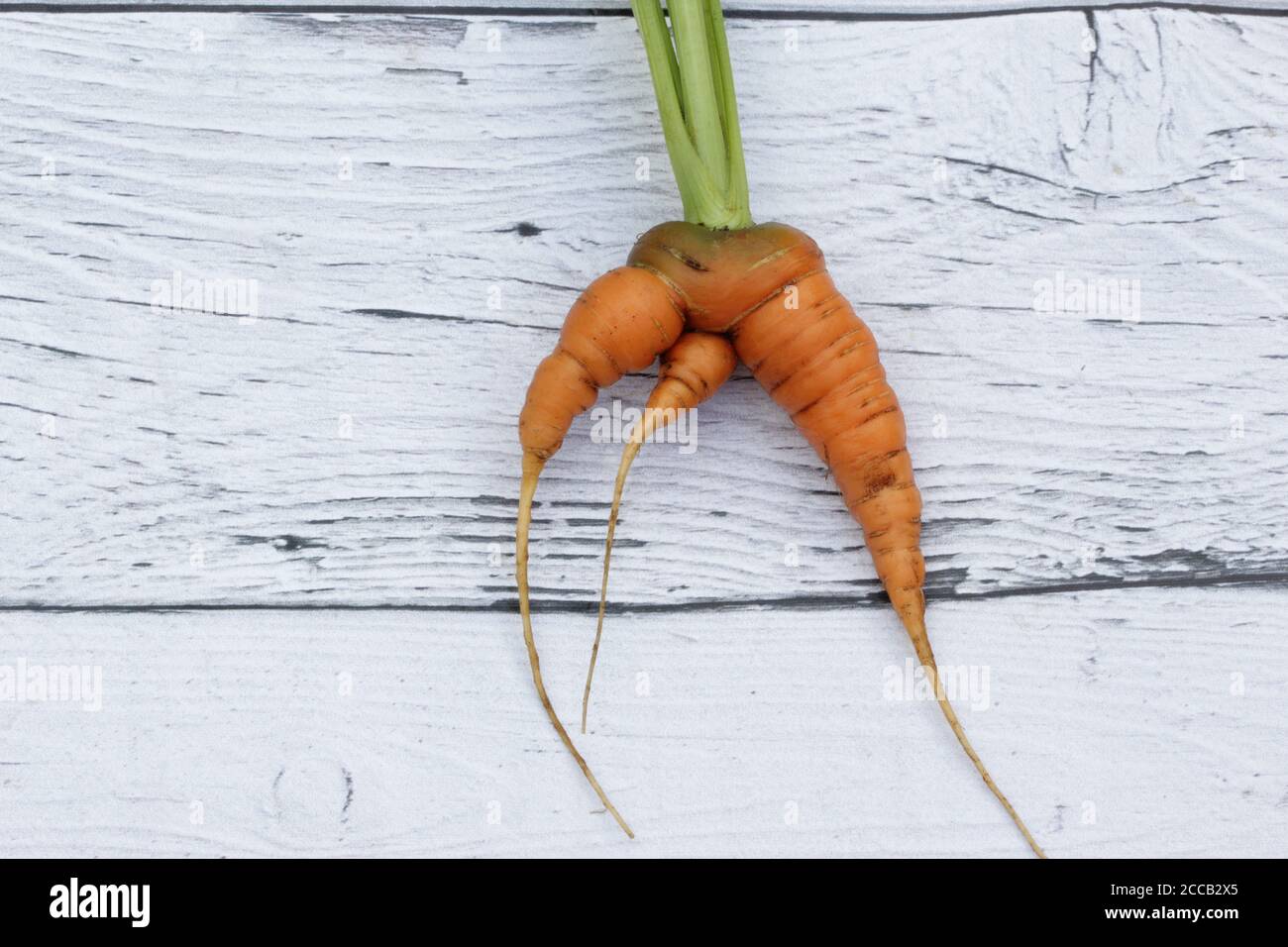 Ugly trendy organic deformed vegetable carrot on the wooden background Stock Photo