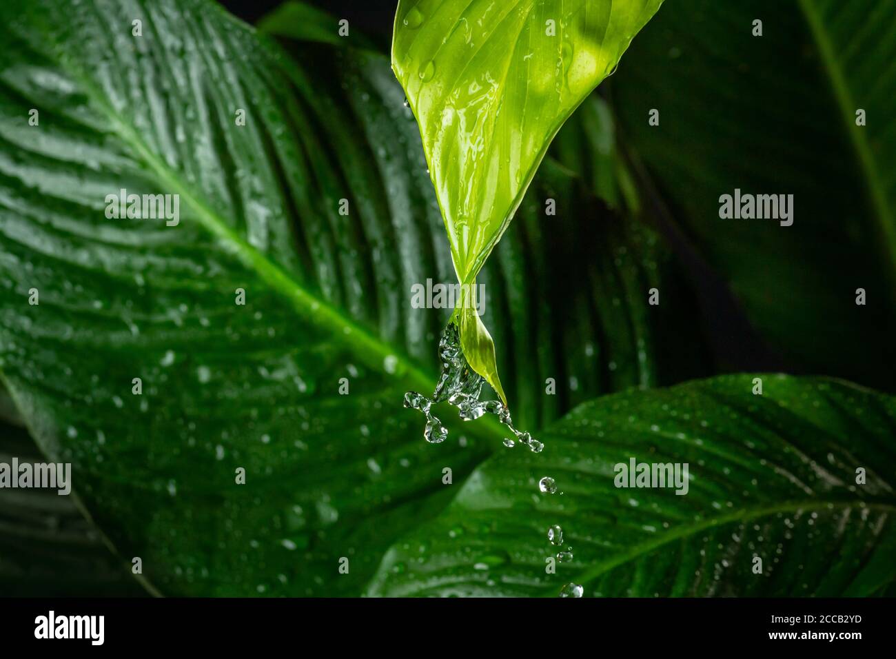 Rain water dripping off of green leaf detail Stock Photo