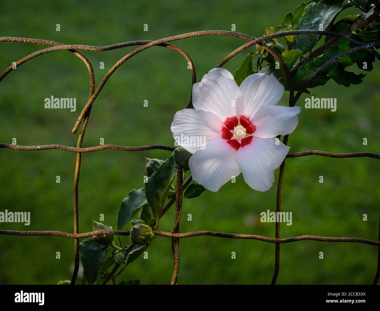 Rose of sharon white flower on rusty garden fence Stock Photo