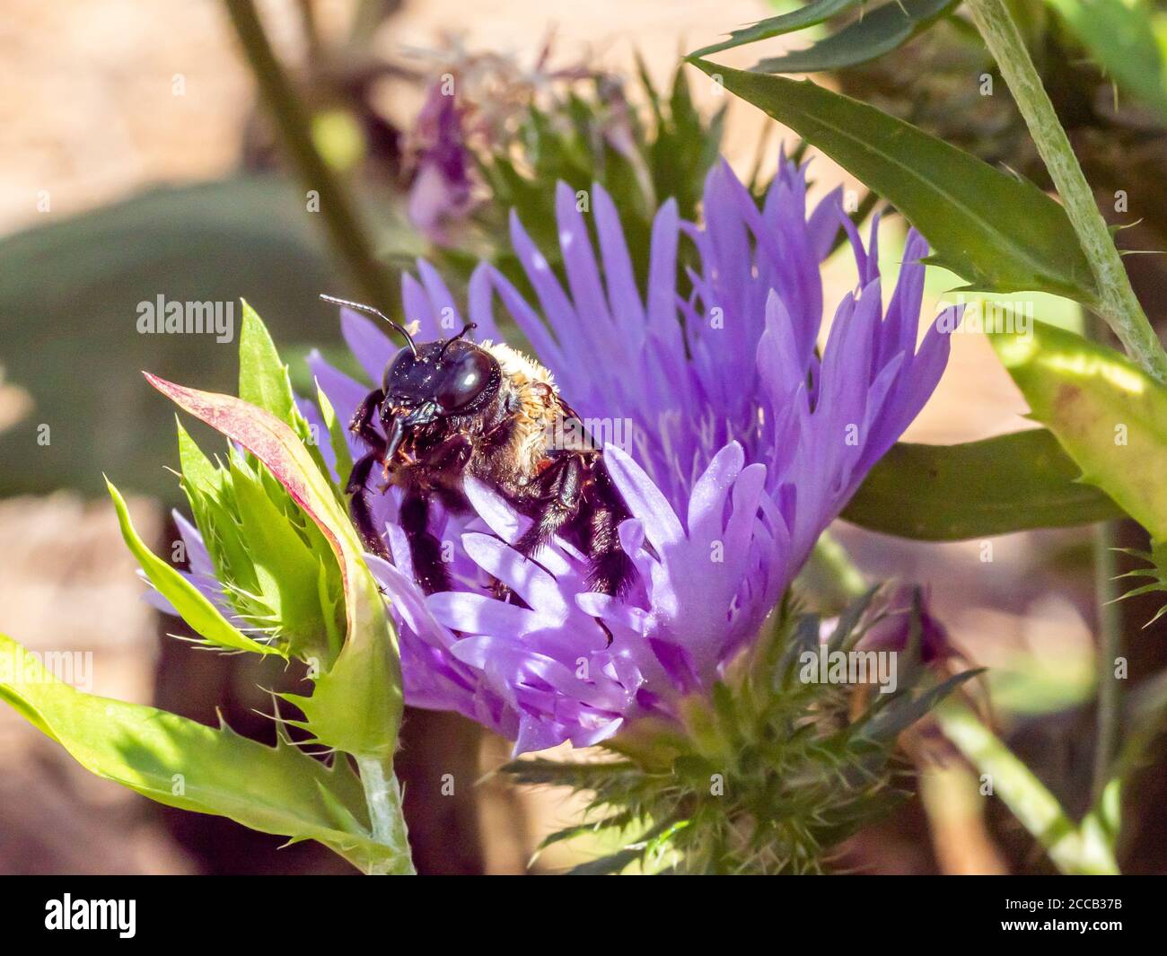 Large carpenter bee gathering nectar from purple aster Stock Photo Alamy