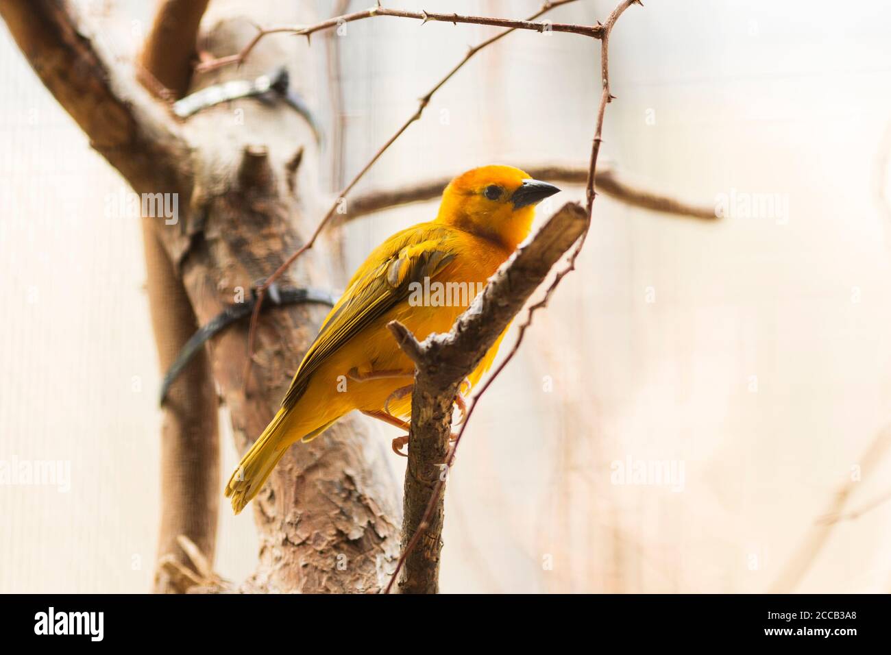 A saffron finch (Sicalis flaveola), a tanager from South America found in the Amazon Basin, perching on a branch. Stock Photo