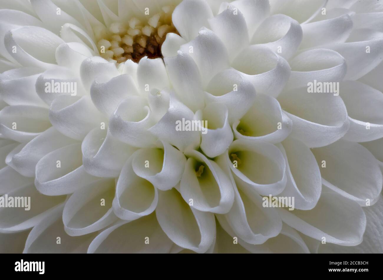 in full bloom, white hrysanthemum flower, Dendranthema Des Moul, frame from bilska, flower in full bloom big bright flower live wall Stock Photo
