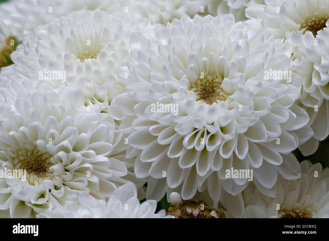 in full bloom, white hrysanthemum flower, Dendranthema Des Moul, frame from bilska, flower in full bloom big bright flower live wall Stock Photo