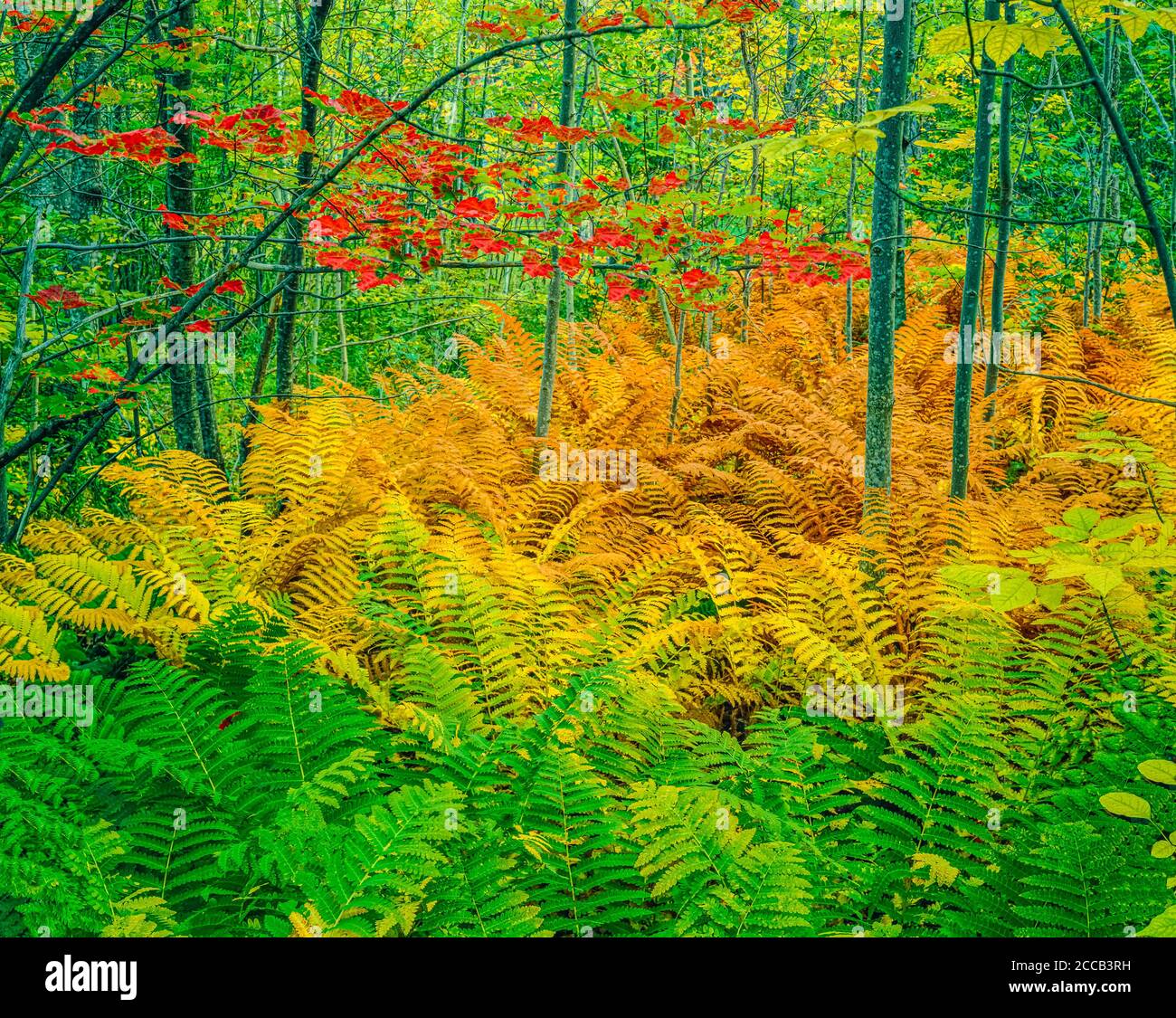 Golden and green ferns in fall cover the forest floor and red Maple leaves hang above. This is autumn in Acadia National Park in Maine, USA. Stock Photo