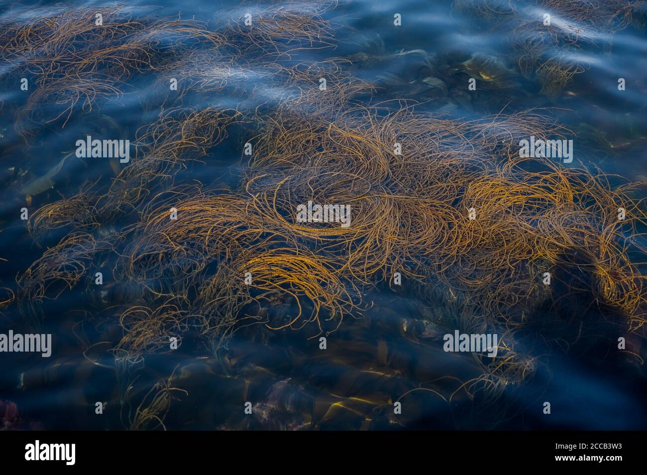Seaweed found near the rocky beach on the Isle of Portland in Dorset in England Stock Photo