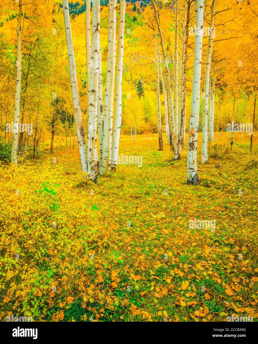 Golden aspen hires stock photography and images Alamy