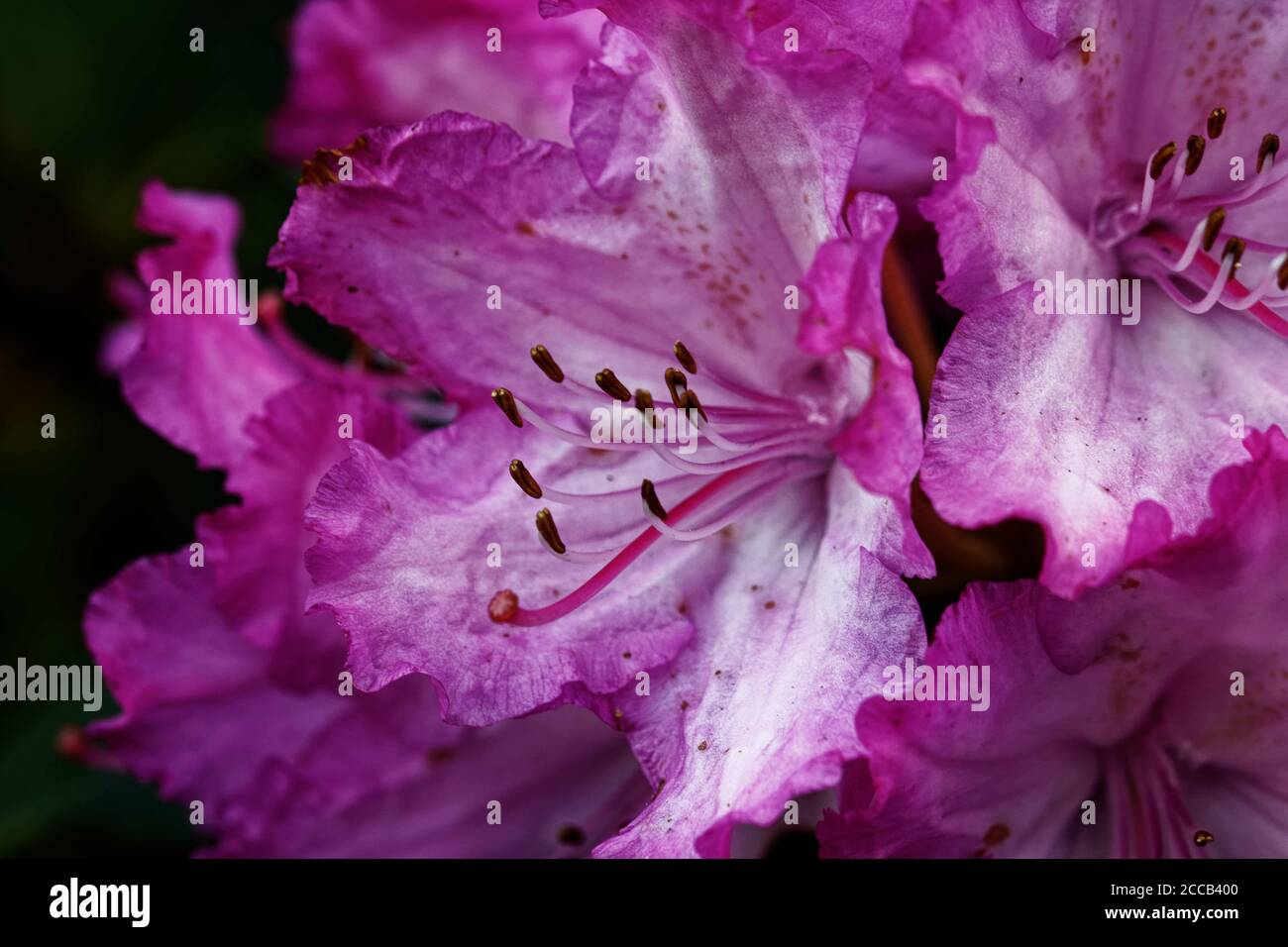 Rhododendron is a genus of shrubs and small to (rarely) large trees, the smallest species growing to 10–100 cm tall, and the largest 30m tall. Stock Photo