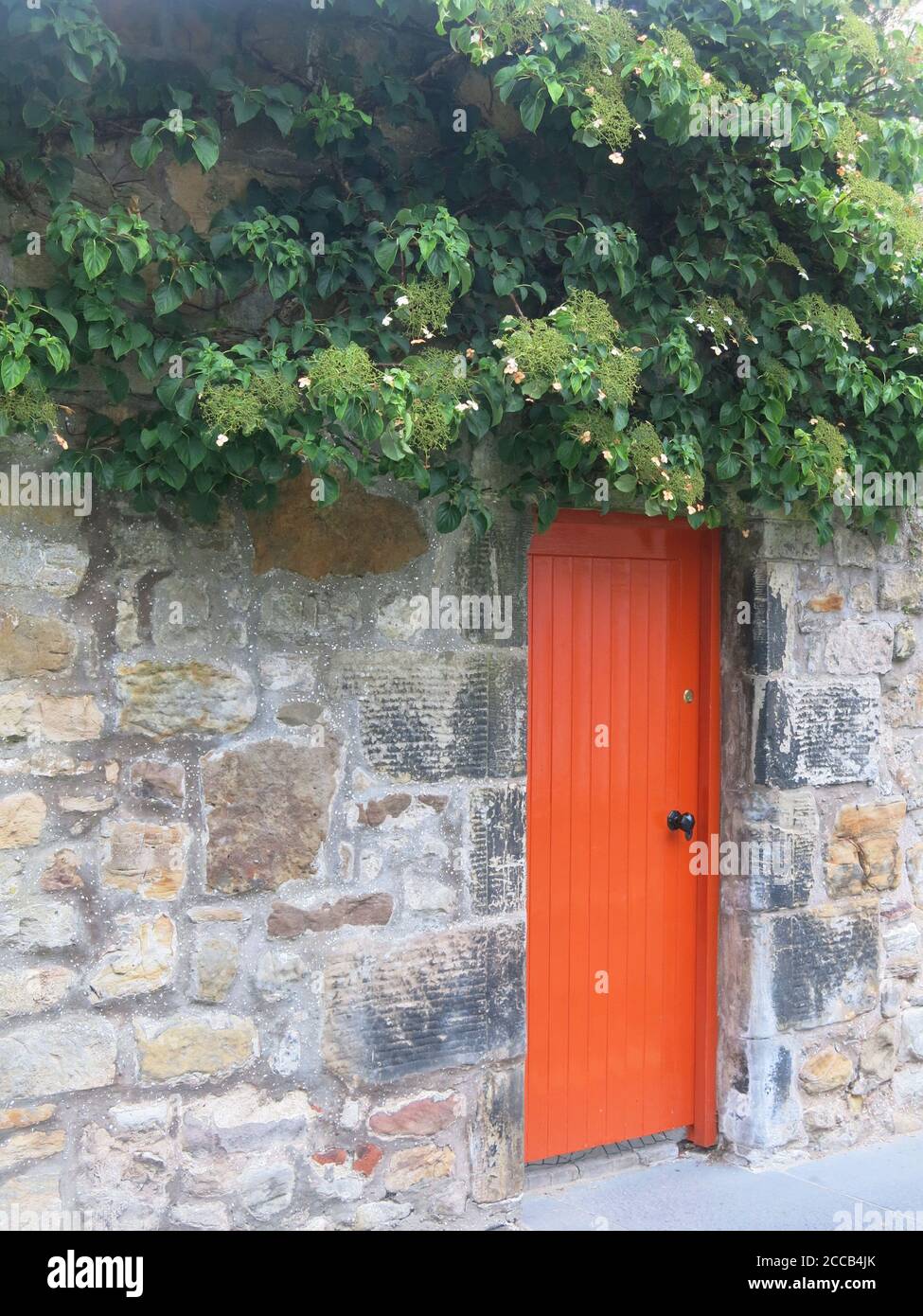 Behind closed doors: a brightly painted orange door in a stone wall, with mature shrubbery growing up above; St Andrews street scene, August 2020 Stock Photo