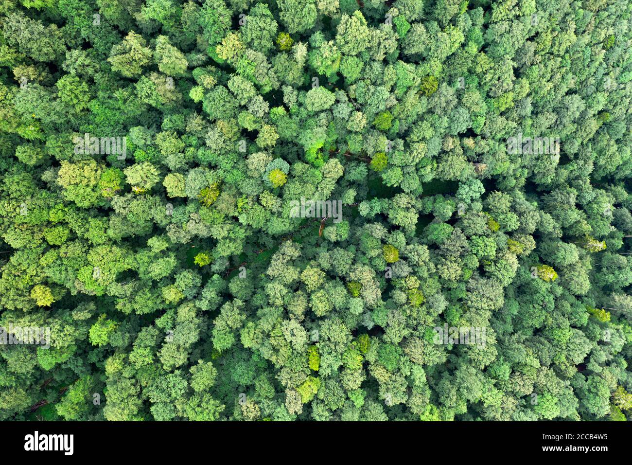 Aerial drone photo looking down on magical summer forest. Nature background. Landscape photography Stock Photo