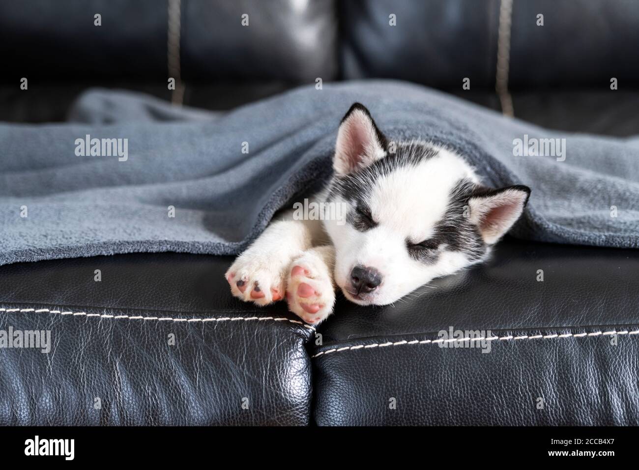 A small white dog puppy breed siberian husky with beautiful blue eyes sleep on leather sofa. Dogs and pet photography Stock Photo