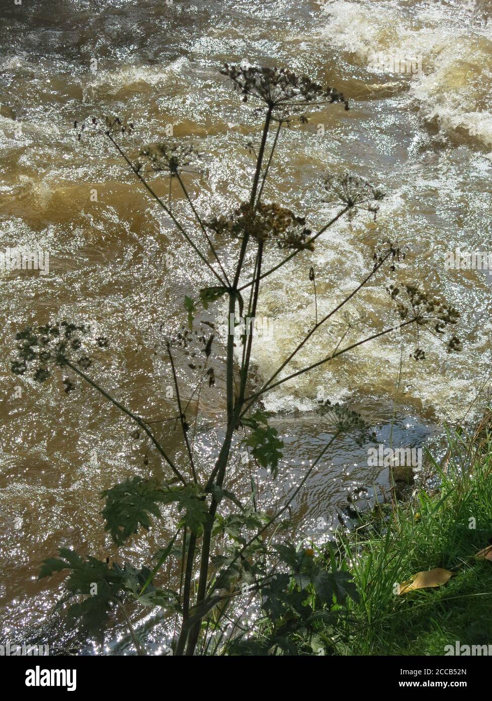 Frothy waters on a fast flowing stream with the silhouette of a tall cow parsley on the water's edge. Stock Photo