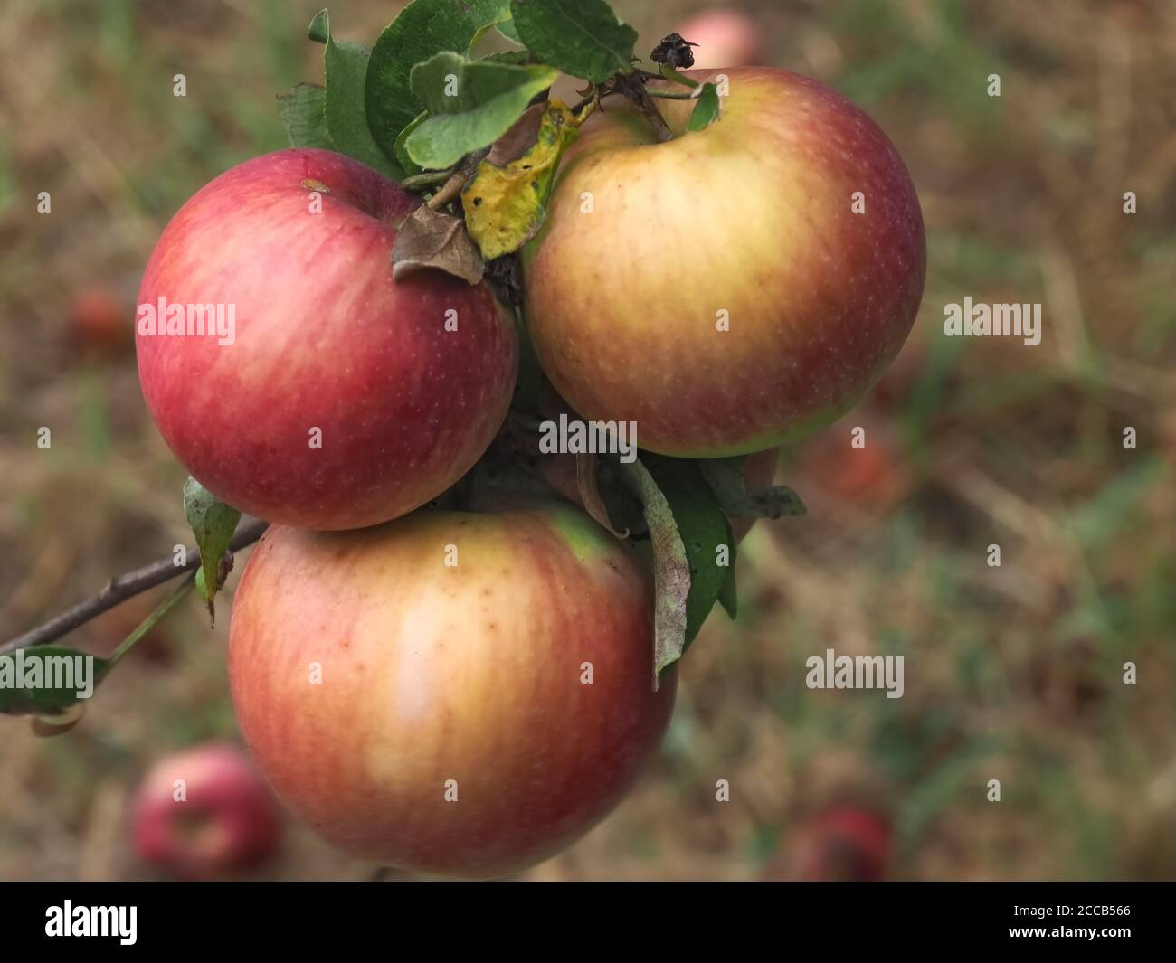 Red ripe apples hanging on an apple tree in autumn Stock Photo - Alamy