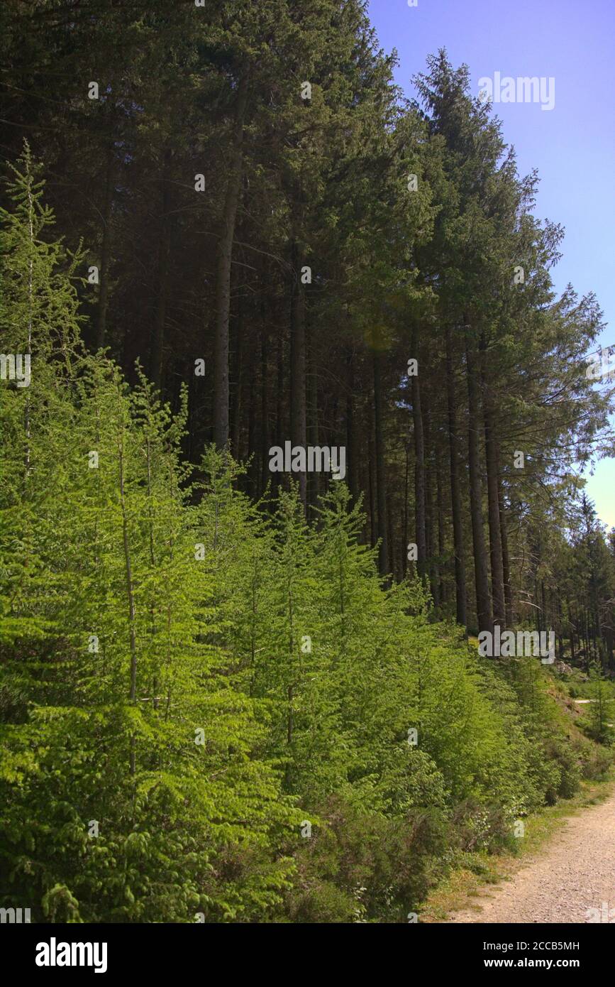 Row of young pine trees next to line of old pine trees Stock Photo